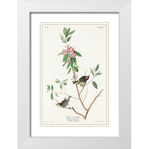 Ruby crowned Wren White Modern Wood Framed Art Print with Double Matting by Audubon, John James