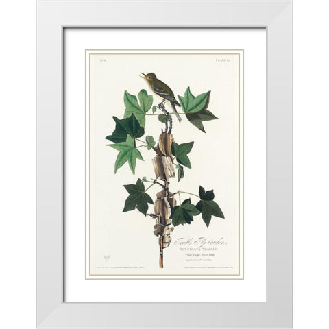 Traills Flycatcher White Modern Wood Framed Art Print with Double Matting by Audubon, John James