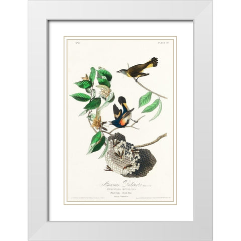 American Redstart White Modern Wood Framed Art Print with Double Matting by Audubon, John James