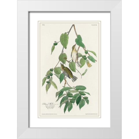 Autumnal Warbler White Modern Wood Framed Art Print with Double Matting by Audubon, John James