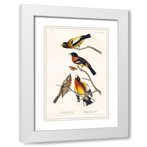 Evening Grosbeak and Spotted Grosbeak White Modern Wood Framed Art Print with Double Matting by Audubon, John James