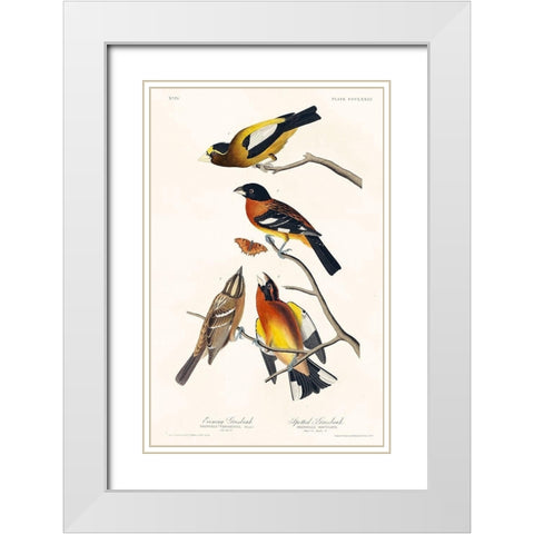Evening Grosbeak and Spotted Grosbeak White Modern Wood Framed Art Print with Double Matting by Audubon, John James