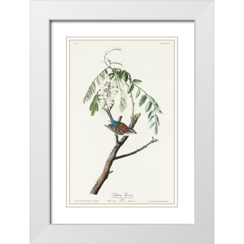 Chipping Sparrow White Modern Wood Framed Art Print with Double Matting by Audubon, John James