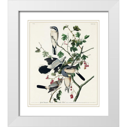 Great cinereous Shrike, or Butcher Bird White Modern Wood Framed Art Print with Double Matting by Audubon, John James