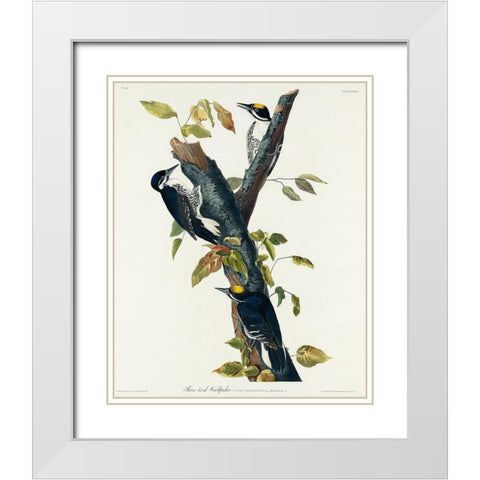 Three-toed Woodpecker White Modern Wood Framed Art Print with Double Matting by Audubon, John James