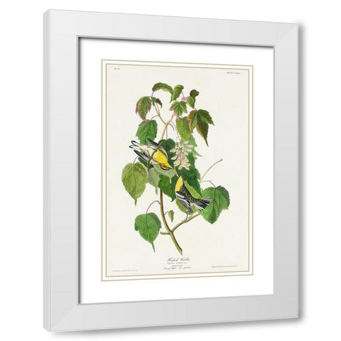 Hemlock Warbler White Modern Wood Framed Art Print with Double Matting by Audubon, John James