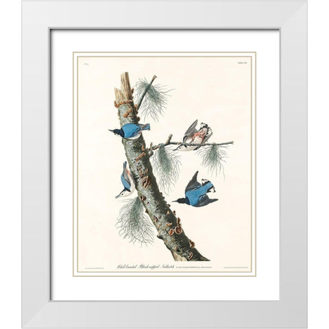 White-breasted Black-capped Nuthatch White Modern Wood Framed Art Print with Double Matting by Audubon, John James