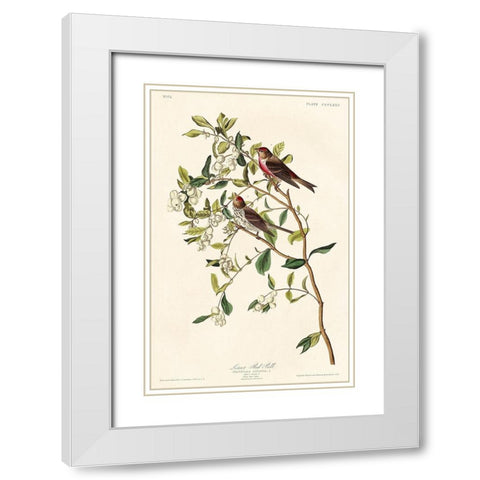 Lesser Red-Poll White Modern Wood Framed Art Print with Double Matting by Audubon, John James