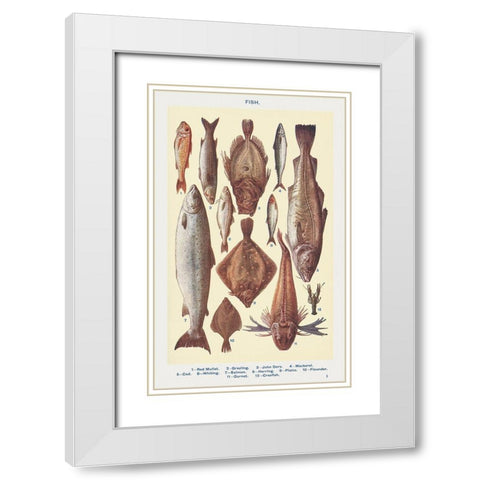 Fish I White Modern Wood Framed Art Print with Double Matting by Mrs. Beeton''s Book of Household Management