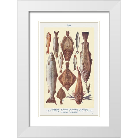 Fish I White Modern Wood Framed Art Print with Double Matting by Mrs. Beeton''s Book of Household Management