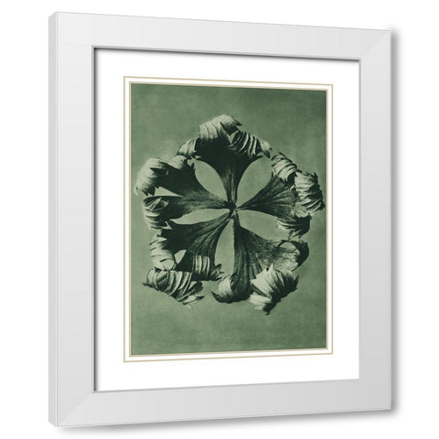 Trollius Europaeus (Globeflower) White Modern Wood Framed Art Print with Double Matting by Blossfeldt, Karl