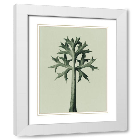 Eryngium Bourgatii (Mediterranean Sea Holly) White Modern Wood Framed Art Print with Double Matting by Blossfeldt, Karl