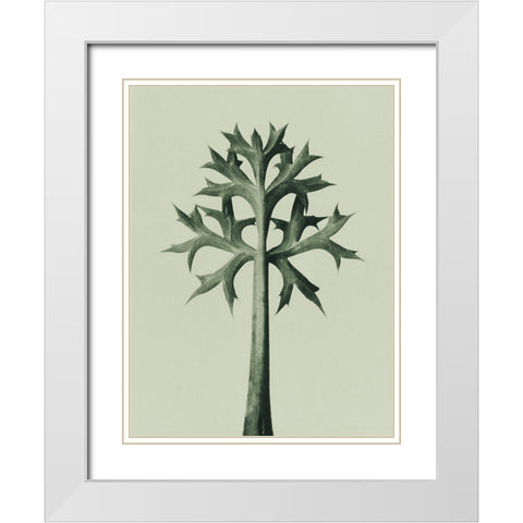 Eryngium Bourgatii (Mediterranean Sea Holly) White Modern Wood Framed Art Print with Double Matting by Blossfeldt, Karl