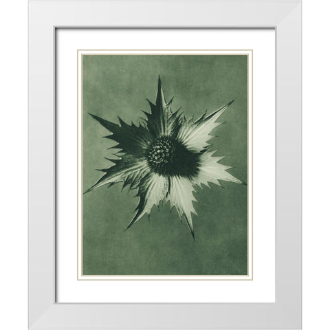 Eryngium Giganteum (Miss Willmotts Ghost) White Modern Wood Framed Art Print with Double Matting by Blossfeldt, Karl