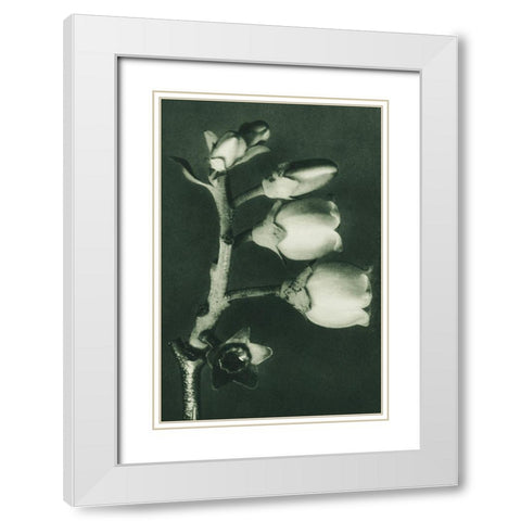 Vaccinium Corymbosum (Blueberry) White Modern Wood Framed Art Print with Double Matting by Blossfeldt, Karl