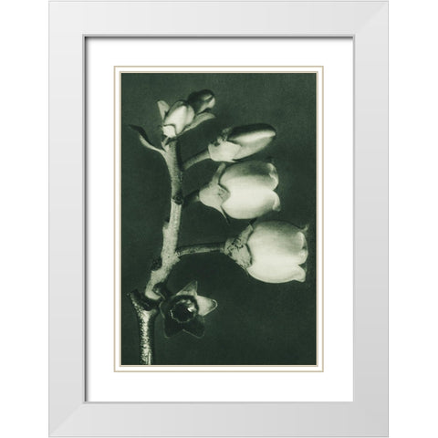 Vaccinium Corymbosum (Blueberry) White Modern Wood Framed Art Print with Double Matting by Blossfeldt, Karl