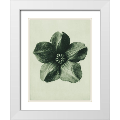 Cobea scandens (Mexican Ivy) White Modern Wood Framed Art Print with Double Matting by Blossfeldt, Karl