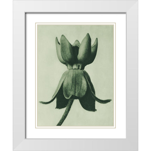 Asclepias syriaca (Common Milkweed) White Modern Wood Framed Art Print with Double Matting by Blossfeldt, Karl