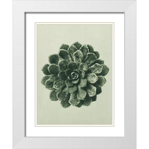 Margined Pyramidal Saxifrage (Saxifraga Aizoon) White Modern Wood Framed Art Print with Double Matting by Blossfeldt, Karl