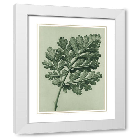 Chrysanthemum parthenium (Feverfew chrysanthemum) White Modern Wood Framed Art Print with Double Matting by Blossfeldt, Karl