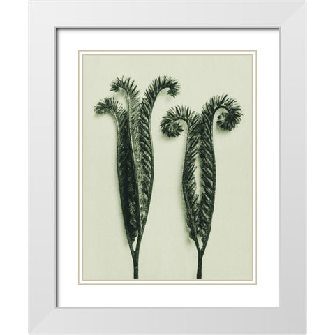 Phacelia Tanacetifolia (Lacy Phacelia) White Modern Wood Framed Art Print with Double Matting by Blossfeldt, Karl