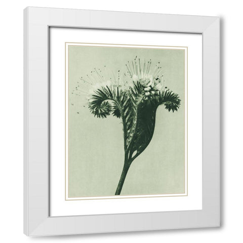 Phacelia tanacetifolia (Lacy Phacelia)  White Modern Wood Framed Art Print with Double Matting by Blossfeldt, Karl