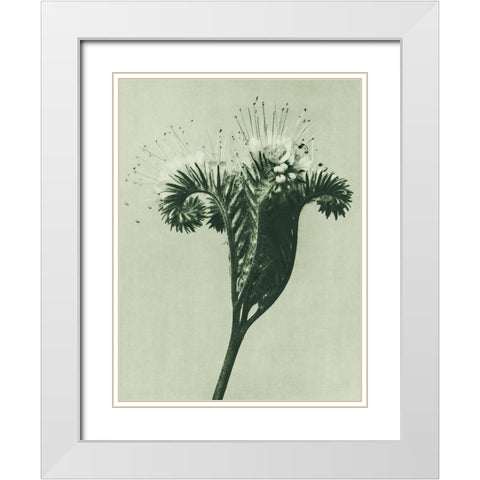Phacelia tanacetifolia (Lacy Phacelia)  White Modern Wood Framed Art Print with Double Matting by Blossfeldt, Karl