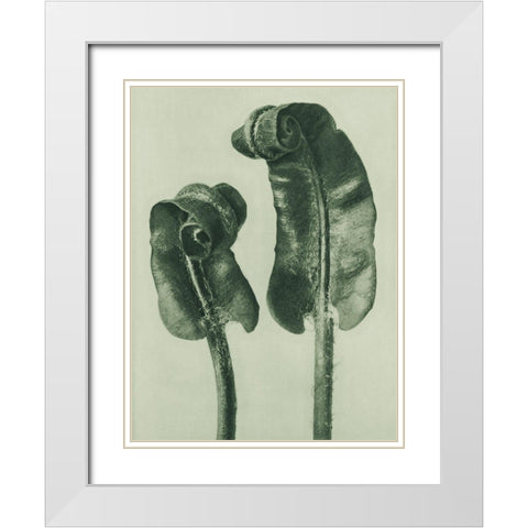 Scolopendrium Vulgare (Hartsâ€“Tongue Fern) White Modern Wood Framed Art Print with Double Matting by Blossfeldt, Karl