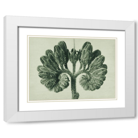 Symphytum Officinale (Common Comfrey)  White Modern Wood Framed Art Print with Double Matting by Blossfeldt, Karl
