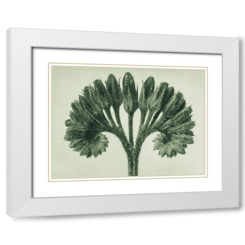 Symphytum Officinale (Common Comfrey) White Modern Wood Framed Art Print with Double Matting by Blossfeldt, Karl