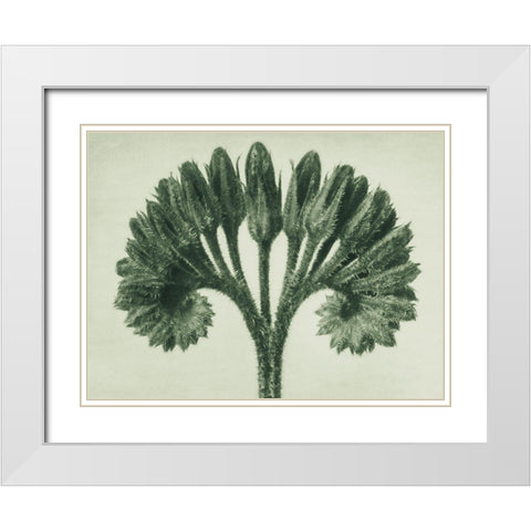 Symphytum Officinale (Common Comfrey) White Modern Wood Framed Art Print with Double Matting by Blossfeldt, Karl