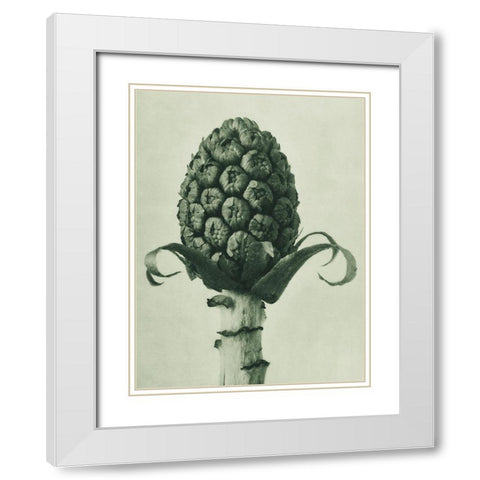 Petasites Officinalis (Butterbur) White Modern Wood Framed Art Print with Double Matting by Blossfeldt, Karl
