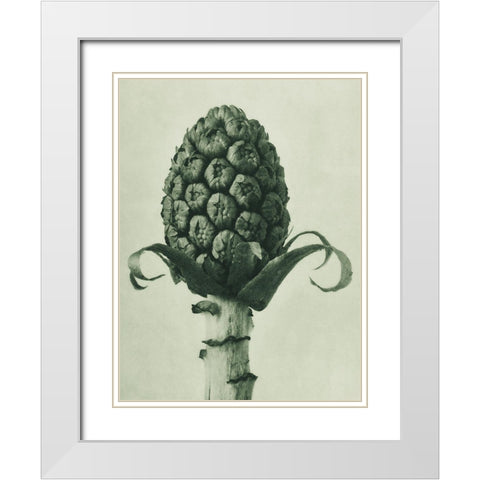 Petasites Officinalis (Butterbur) White Modern Wood Framed Art Print with Double Matting by Blossfeldt, Karl