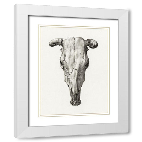 Skull of a cow White Modern Wood Framed Art Print with Double Matting by Bernard, Jean