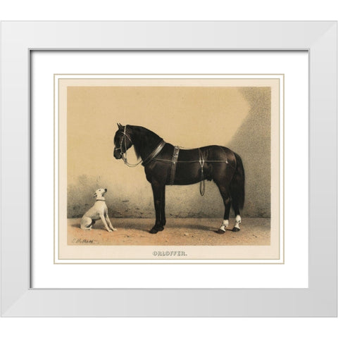 Orloffer (Orloff Horse) White Modern Wood Framed Art Print with Double Matting by Volkers, Emil