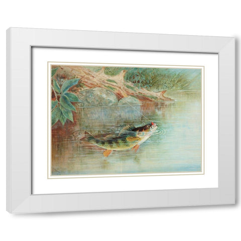 Yellow Perch White Modern Wood Framed Art Print with Double Matting by Kilbourne, Samuel