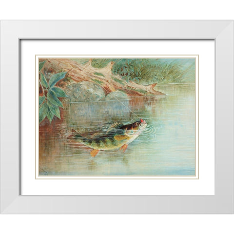 Yellow Perch White Modern Wood Framed Art Print with Double Matting by Kilbourne, Samuel