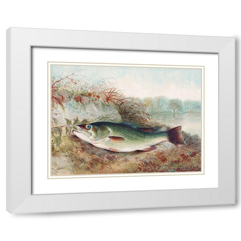 Largemouth Bass White Modern Wood Framed Art Print with Double Matting by Kilbourne, Samuel
