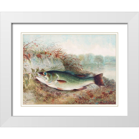 Largemouth Bass White Modern Wood Framed Art Print with Double Matting by Kilbourne, Samuel