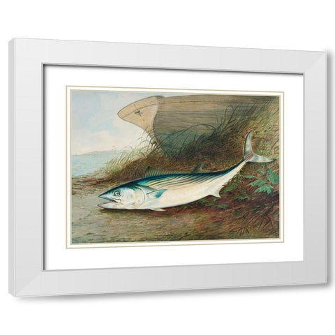 Mackerel White Modern Wood Framed Art Print with Double Matting by Kilbourne, Samuel