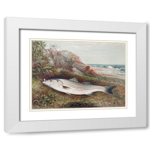 Striped bonito White Modern Wood Framed Art Print with Double Matting by Kilbourne, Samuel