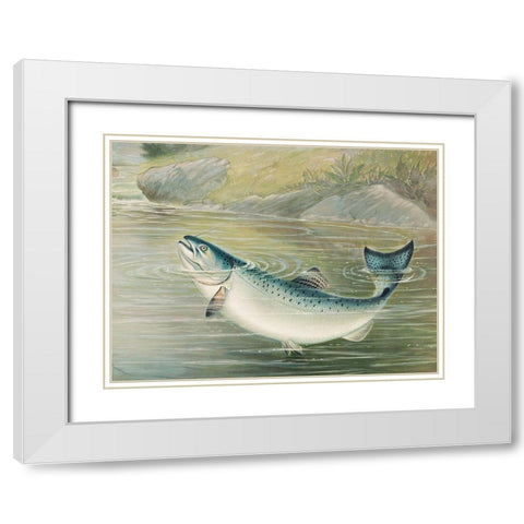 The California salmon White Modern Wood Framed Art Print with Double Matting by Kilbourne, Samuel