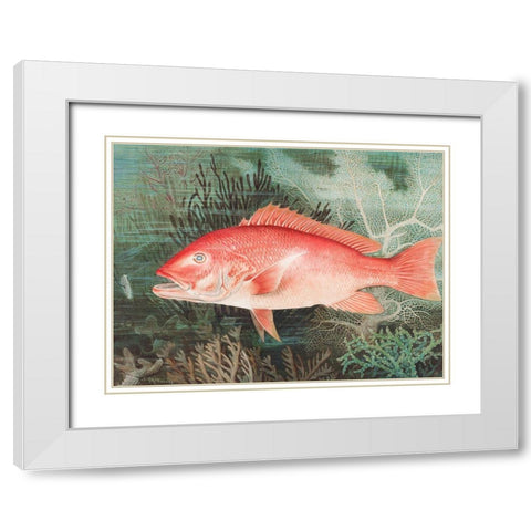 Northern Red SnapperÂ  White Modern Wood Framed Art Print with Double Matting by Kilbourne, Samuel