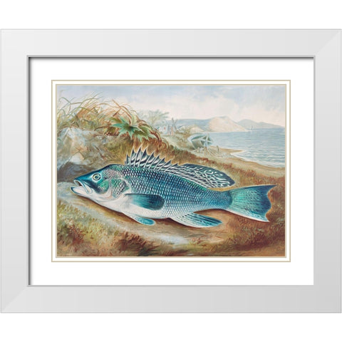 The Sea Bass White Modern Wood Framed Art Print with Double Matting by Kilbourne, Samuel