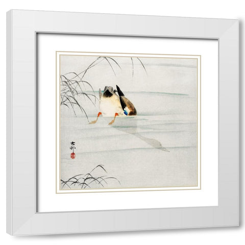 Mallard, the head under water White Modern Wood Framed Art Print with Double Matting by Koson, Ohara