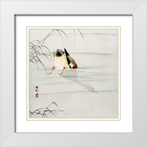 Mallard, the head under water White Modern Wood Framed Art Print with Double Matting by Koson, Ohara