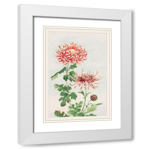Kiku or chrysanthemum White Modern Wood Framed Art Print with Double Matting by Morikaga, Megata