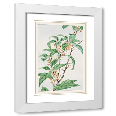 Stem with leaves and small flowers White Modern Wood Framed Art Print with Double Matting by Morikaga, Megata