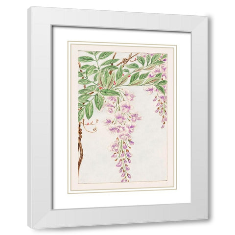 Wisteria vine with leaves and blossoms White Modern Wood Framed Art Print with Double Matting by Morikaga, Megata
