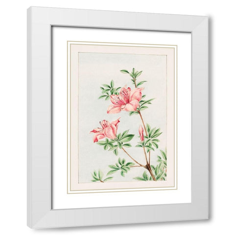Tsutsuji rhododendron Judicum or azalea White Modern Wood Framed Art Print with Double Matting by Morikaga, Megata
